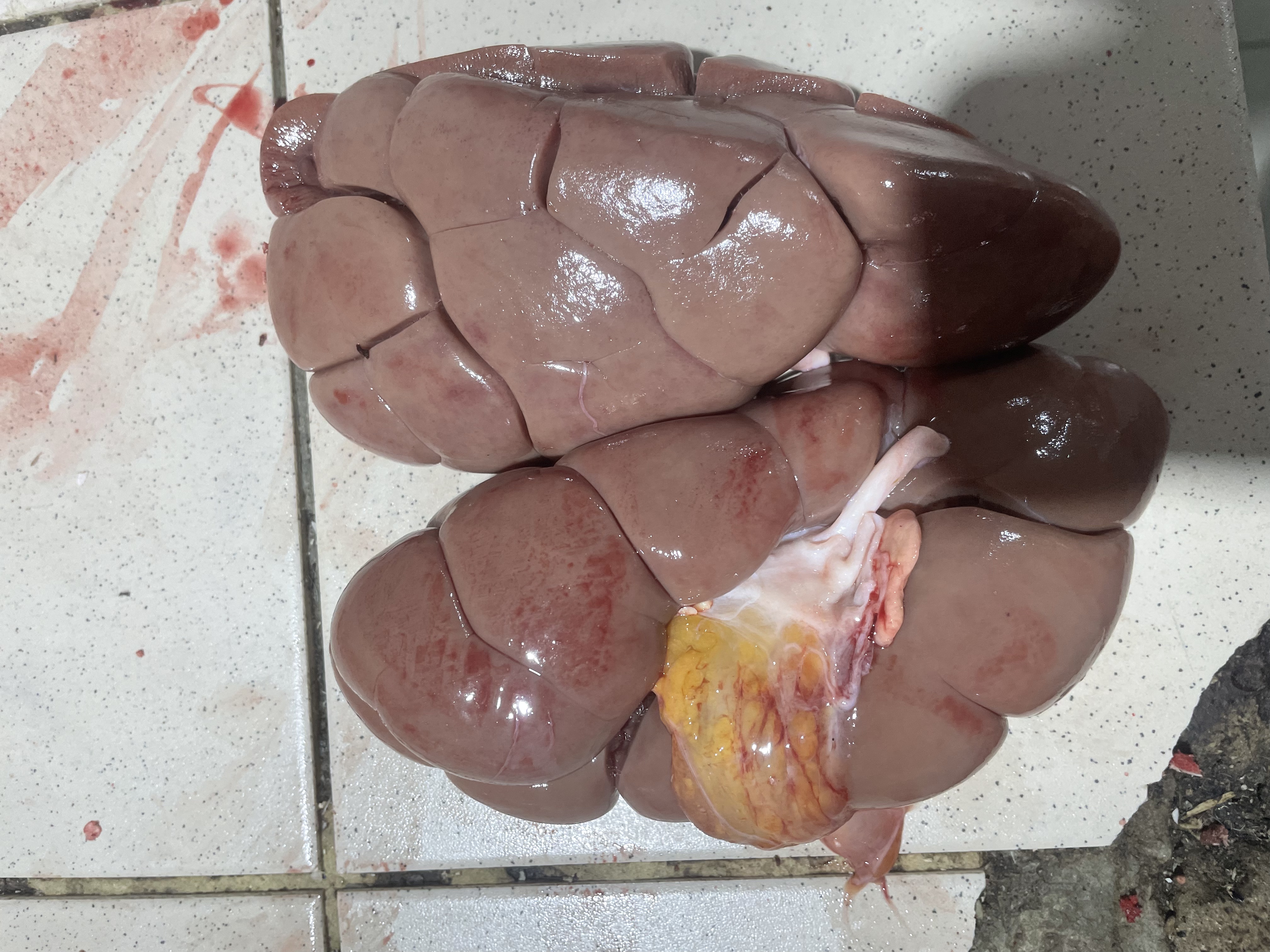Rognon de bœuf