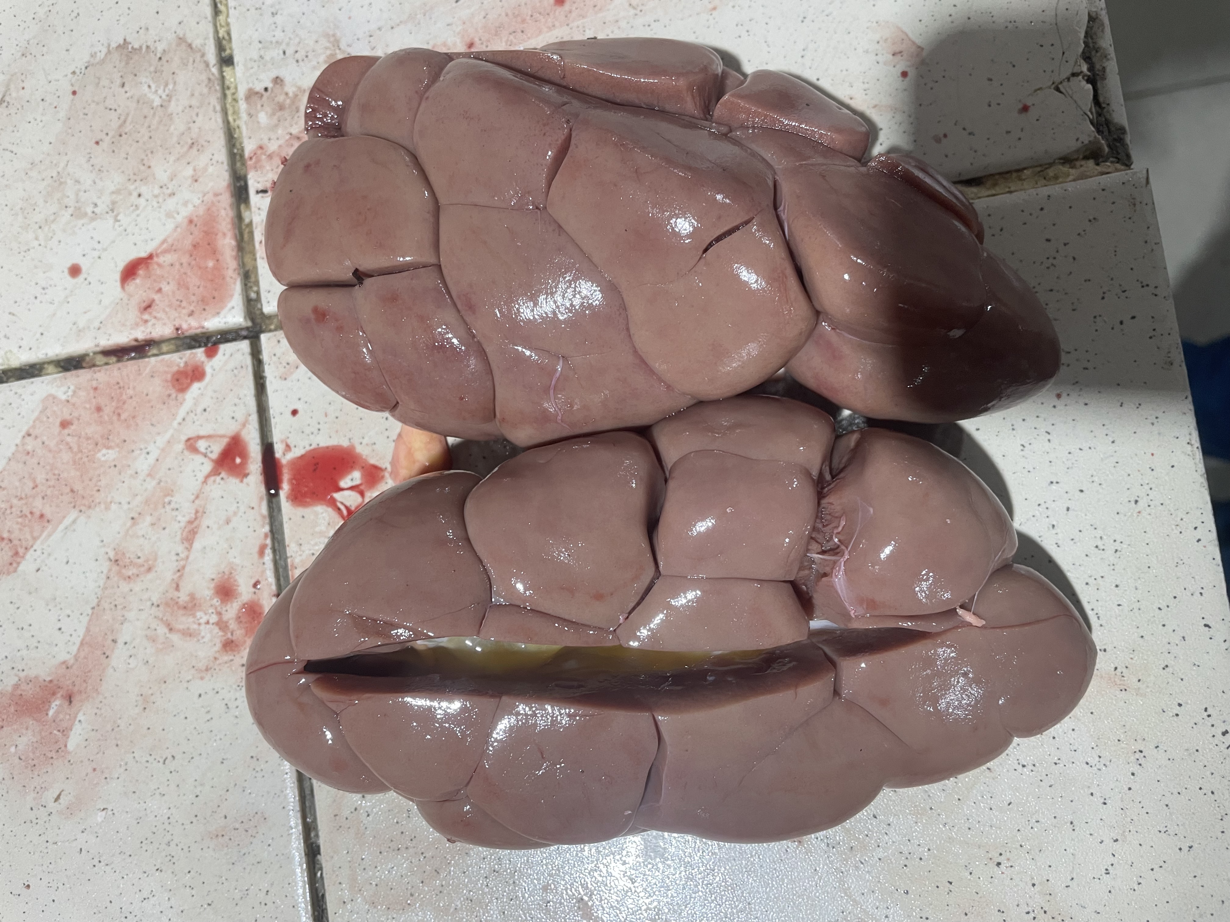 Rognon de bœuf