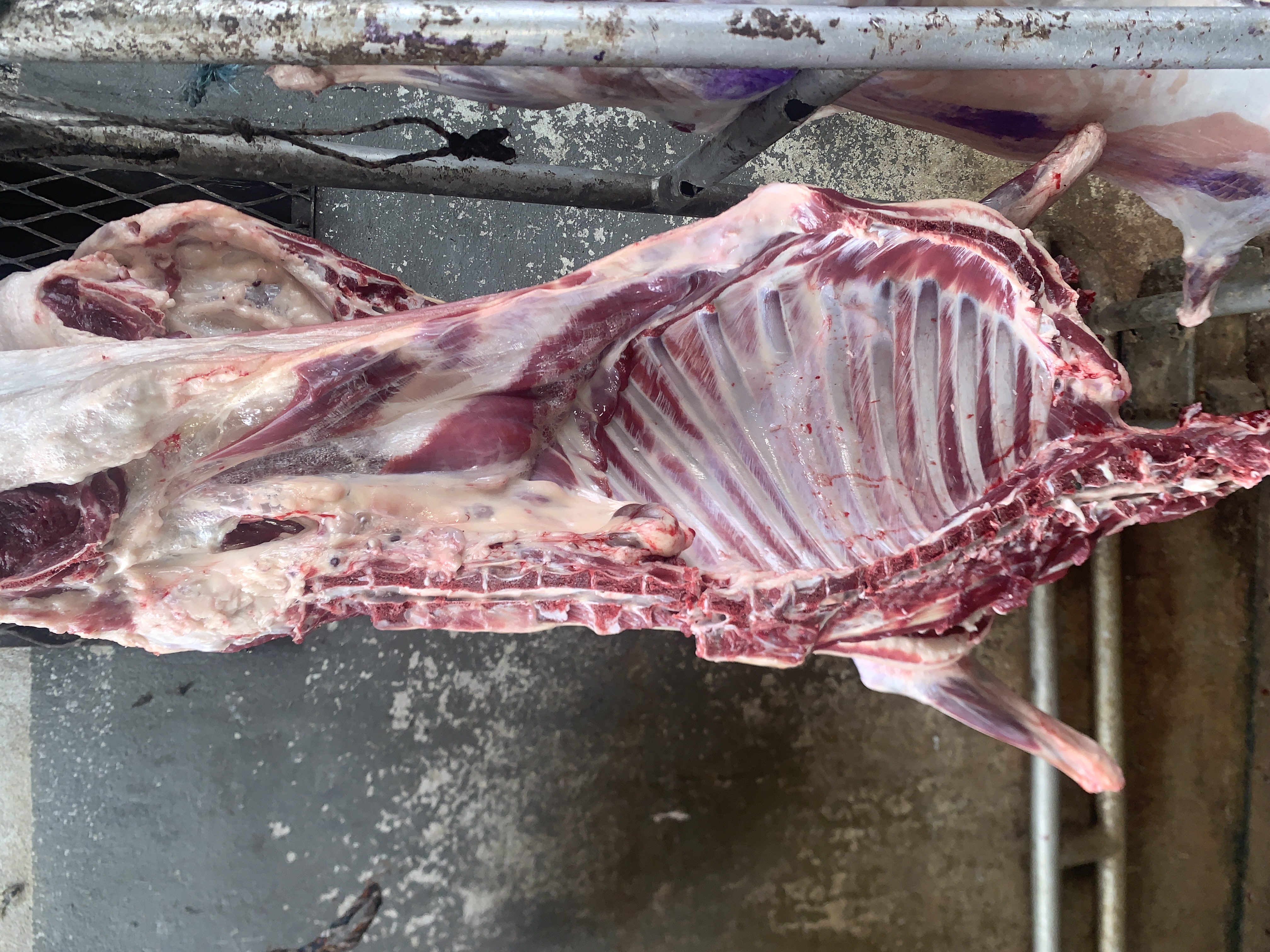 Viande de Mouton (Kilo)
